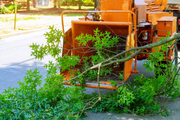 Best Palm Tree Trimming  in Highland Rk, PA