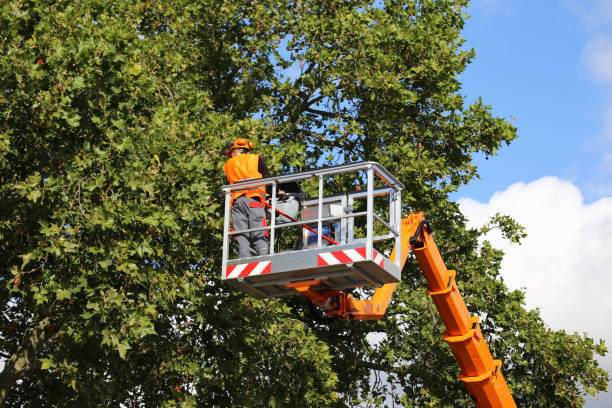 Best Root Management and Removal  in Highland Rk, PA