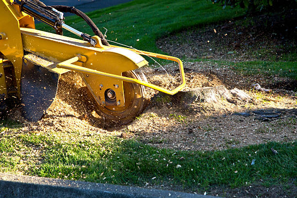 Best Tree Mulching  in Highland Rk, PA