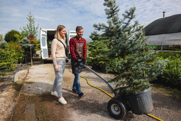 How Our Tree Care Process Works  in  Highland Park, PA